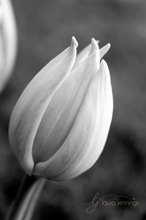 Black and White Tulip - LJennings Photography