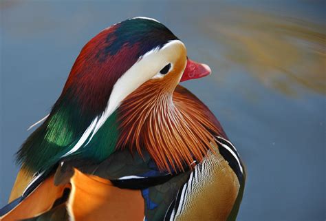 Free Mandarin duck Stock Photo - FreeImages.com