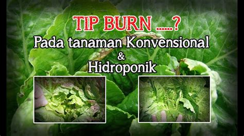 TIP BURN PADA TANAMAN KONVENSIONAL DAN HIDROPONIK YouTube