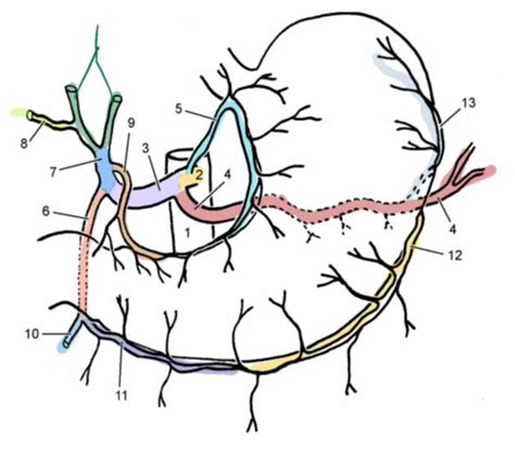 Abdominal Vasculature Flashcards Quizlet