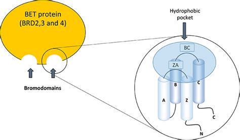 Frontiers Bromodomain And Extraterminal Proteins As Novel Epigenetic