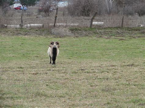 Why We Raise Blackbelly Sheep Miles Away Farm Blog