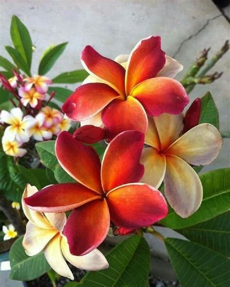 Dark Orange Plumeria Lei Hawaiian 5 seeds Perennial Bloom Flower