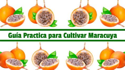 Guía completa para saber cuándo y cómo sembrar maracuyá consejos y