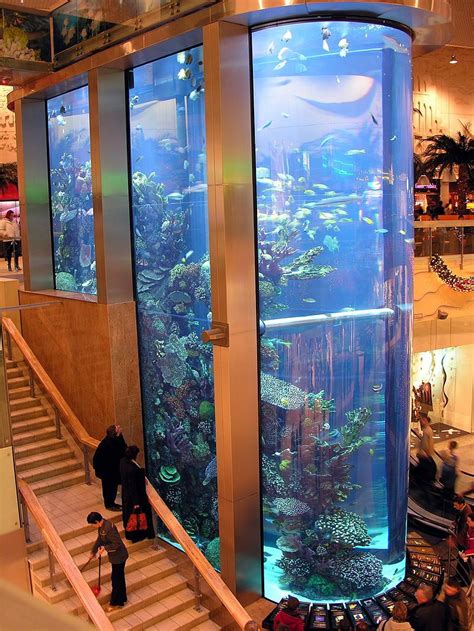 aquarium public en lituanie | Amazing aquariums, Aquarium design, Fish tank