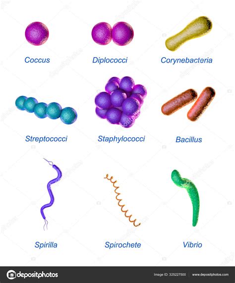 Streptococcus Shape