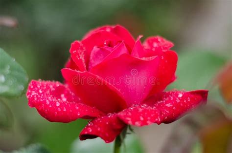 Primer De Una Rosa Rosada Despu S De Una Tormenta De La Lluvia Con La