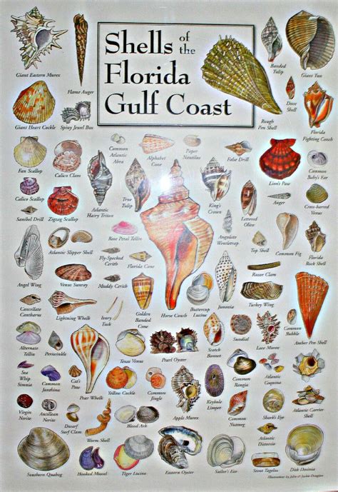 Pin By Lynn Dee On Creative Ideas Shell Crafts Sea Shells Diy