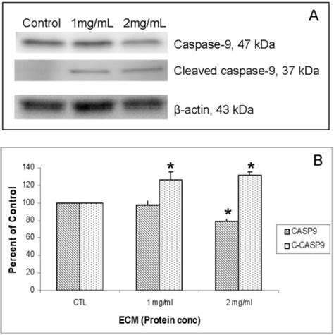 Western Blot Analysis Demonstrating Relative Concentrations Of Download Scientific Diagram