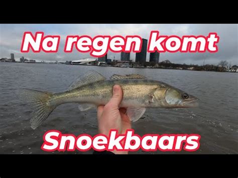 SNOEKBAARS VISSEN IN DE REGEN WORDT BELOOND Roofvissen Zander