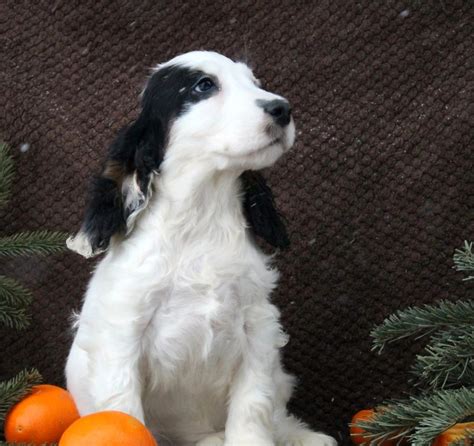 Blue Roan Cocker Spaniel: How To Buy One In 2024 - Cocker Spaniel Journal