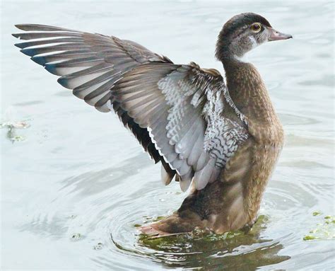 Juvenile Wood Duck Bonnie Shulman Flickr