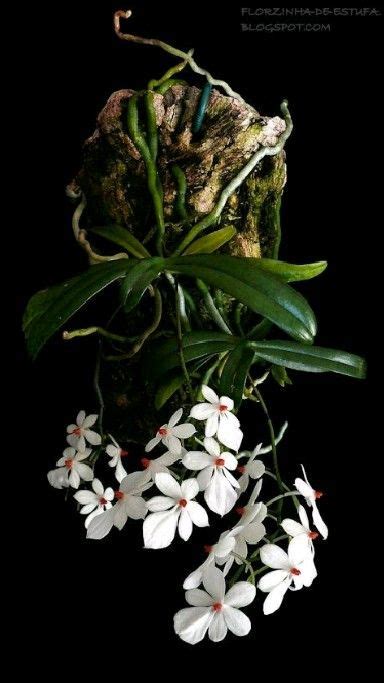 beautiful orchid photography | Beautiful orchids, Orchid photography, Rare orchids