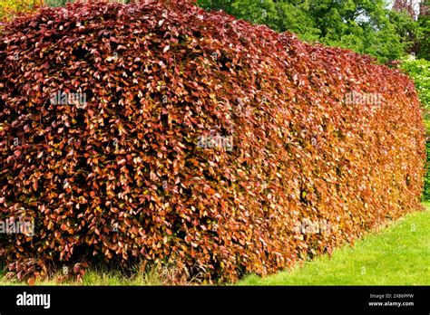 European Beech Hedge Fagus Sylvatica Purpurea Atropunicea Garden Stock