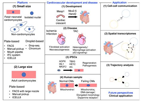 Single Cell Rna Seq Heatmap