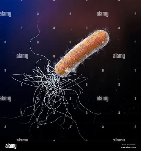 Pseudomonas aeruginosa hi-res stock photography and images - Alamy 