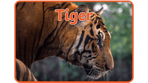 What is a Tiger? | Tiger Facts for Kids | Twinkl - Twinkl