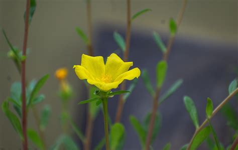 500 Edible Green Purslane Organic Seeds Portulaca Oleracea Pt015c Etsy