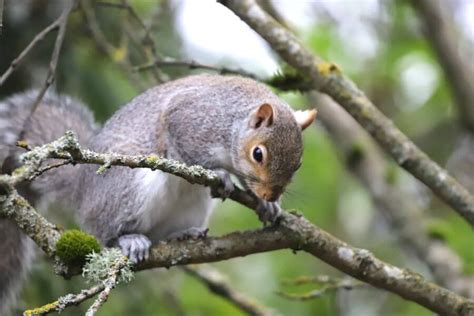 Squirrels Climbing Trees How Do Squirrels Climb