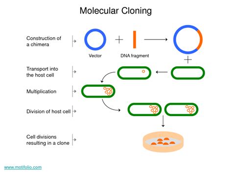 Molecular cloning - Alchetron, The Free Social Encyclopedia