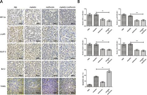 Metformin Inhibited The Activation Of Nf κbhif 1α Signal In Vivo A