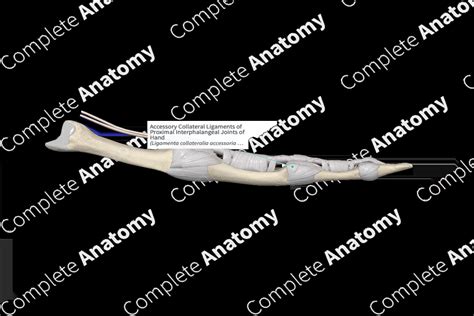 Accessory Collateral Ligaments of Proximal Interphalangeal Joints of ...