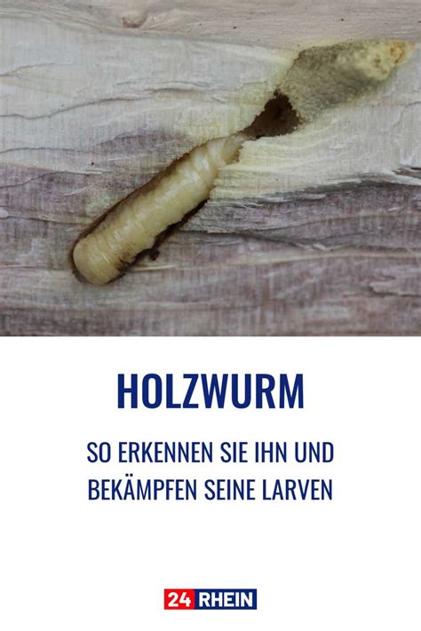 Holzwurm So erkennen Sie ihn und bekämpfen seine Larven Holzwurm