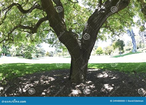 English Walnut Juglans Regia 3 Stock Photography CartoonDealer