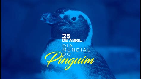 De Abril Dia Mundial Do Pinguim Youtube