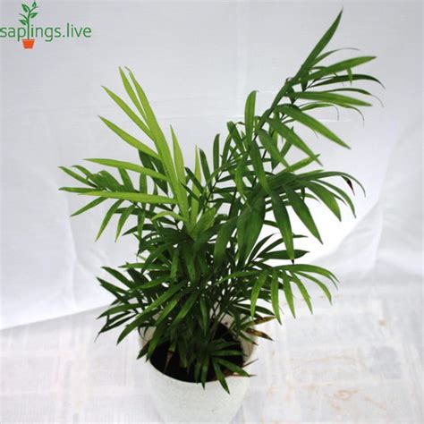 Chamaedorea Elegance Parlor Palm Plant Online In Bangalore