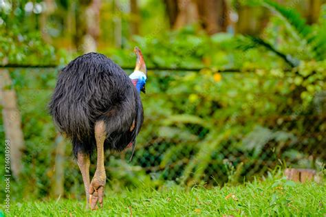 View of Cassowaries (/ˈkæsəwɛəri/), genus Casuarius, are ratites ...