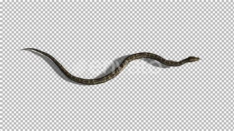 4K Snake Swim Top View Direct Download 21697549 Videohive Motion Graphics