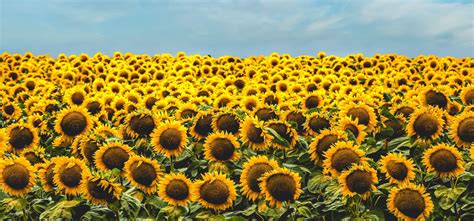 Farmer Plants 1 2 Million Sunflowers To Surprise Wife For Anniversary