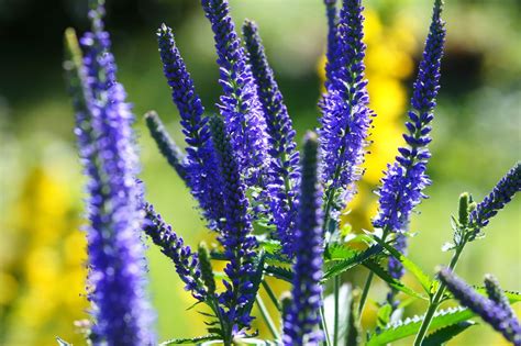 Drought Tolerant Perennial Flowers For Dry Areas