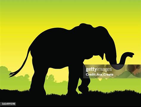 Elephant Trunk Silhouette Photos and Premium High Res Pictures - Getty Images