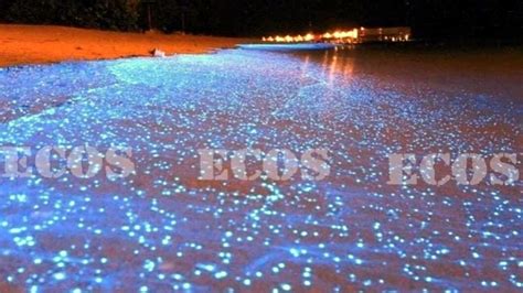 Bioluminiscencia Qué es y ejemplos asombrosos con fotos