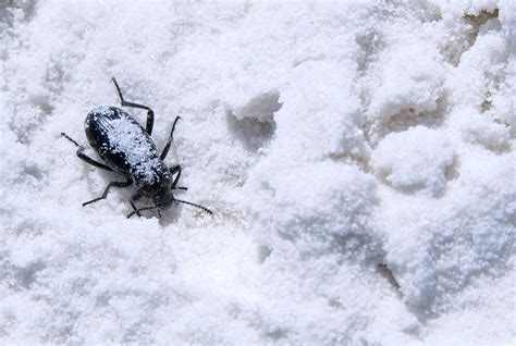 How Do Insects Survive The Winter Unique Ways How They Survive