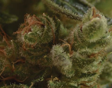 10 Best Medical Cannabis Strains You Should Be Using