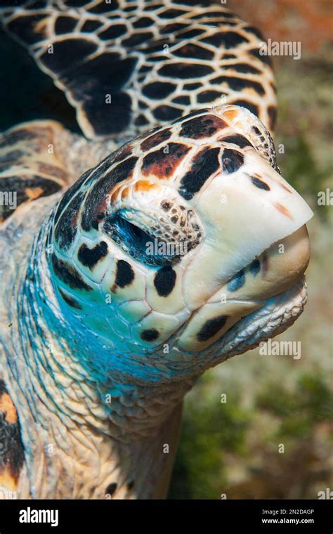 Extreme Close Up Of Head Sharp Beak Of Hawksbill Sea Turtle Eretmochelys Imbricata Caribbean