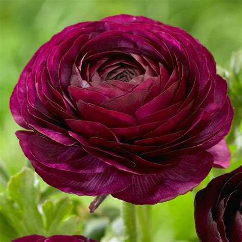 Ranunculus Purple Longfield Gardens Persian Buttercup Bulb Flowers