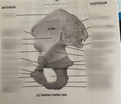 Pelvis Anterior View Diagram Quizlet