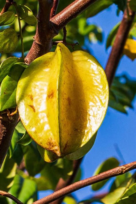 Star Fruit (Carambola) - How To Eat And The Benefits