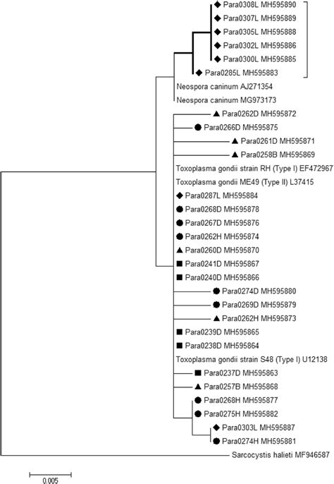 Phylogenetic Analysis Of The 18s Gene Of Toxoplasma Gondii And Neospora Download Scientific