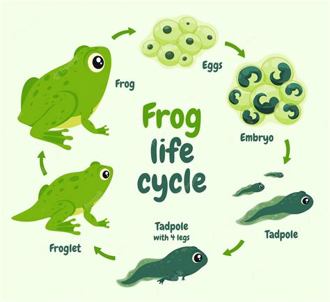 Life Cycle Of A Toad