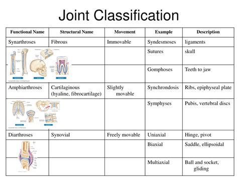 Ppt Articulations Powerpoint Presentation Free Download Id 1174249