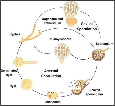 Brief Representation Of The Life Cycle Of Phytophthora Cinnamomi The