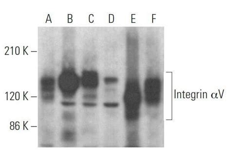 Integrin αV ITGAV CD51抗体 H 2 SCBT Santa Cruz Biotechnology