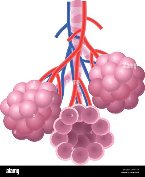 Illustration Of Human Alveoli Structure Anatomy Stock Vector Image