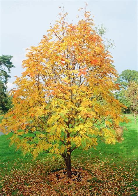 Sorbus Americana Photograph by Peter Jousiffe/science Photo Library