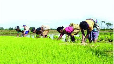 Rice Sowing Down By Kharif Crop Sowing Marginally Lower Than Last